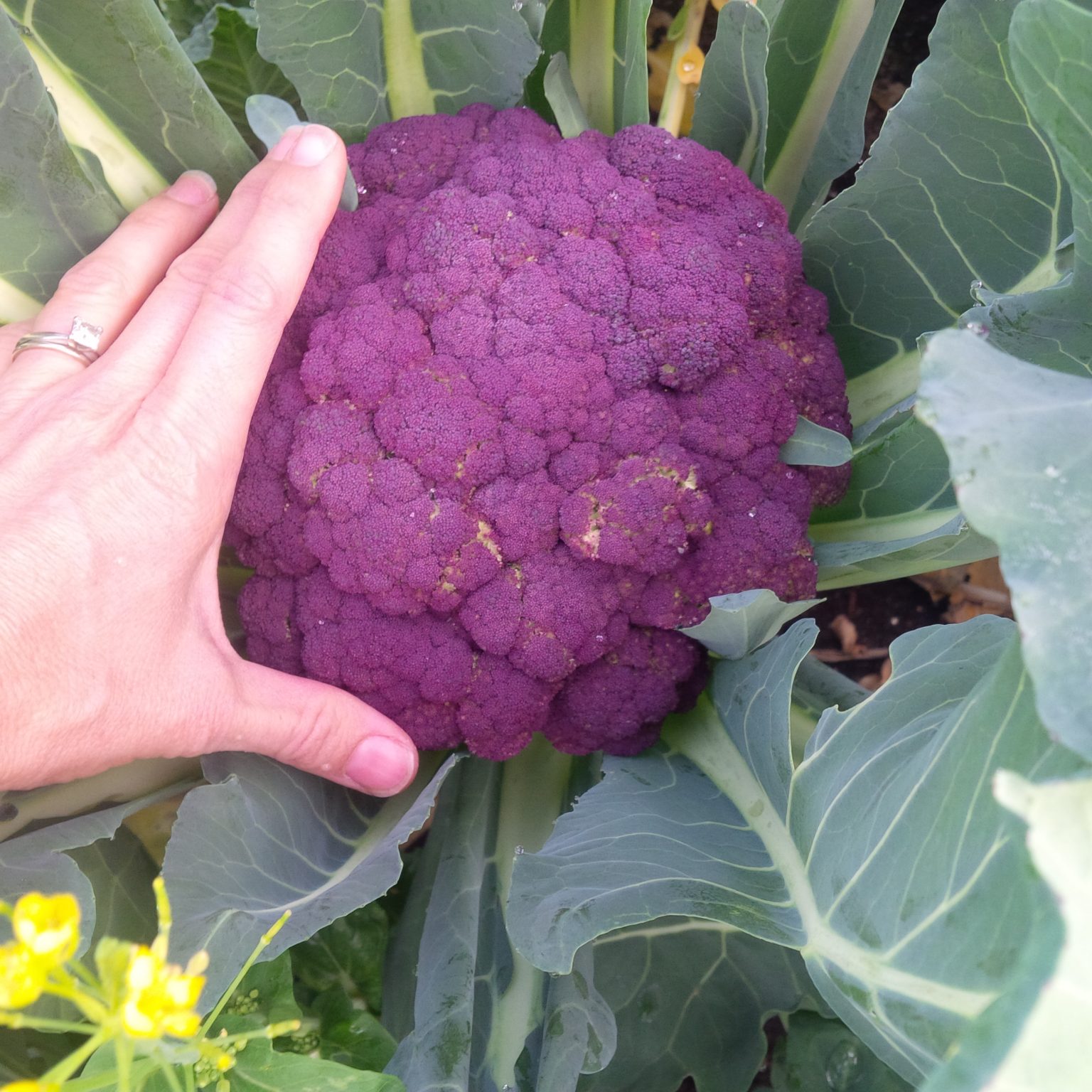 When To Harvest Broccoli Gardenerd