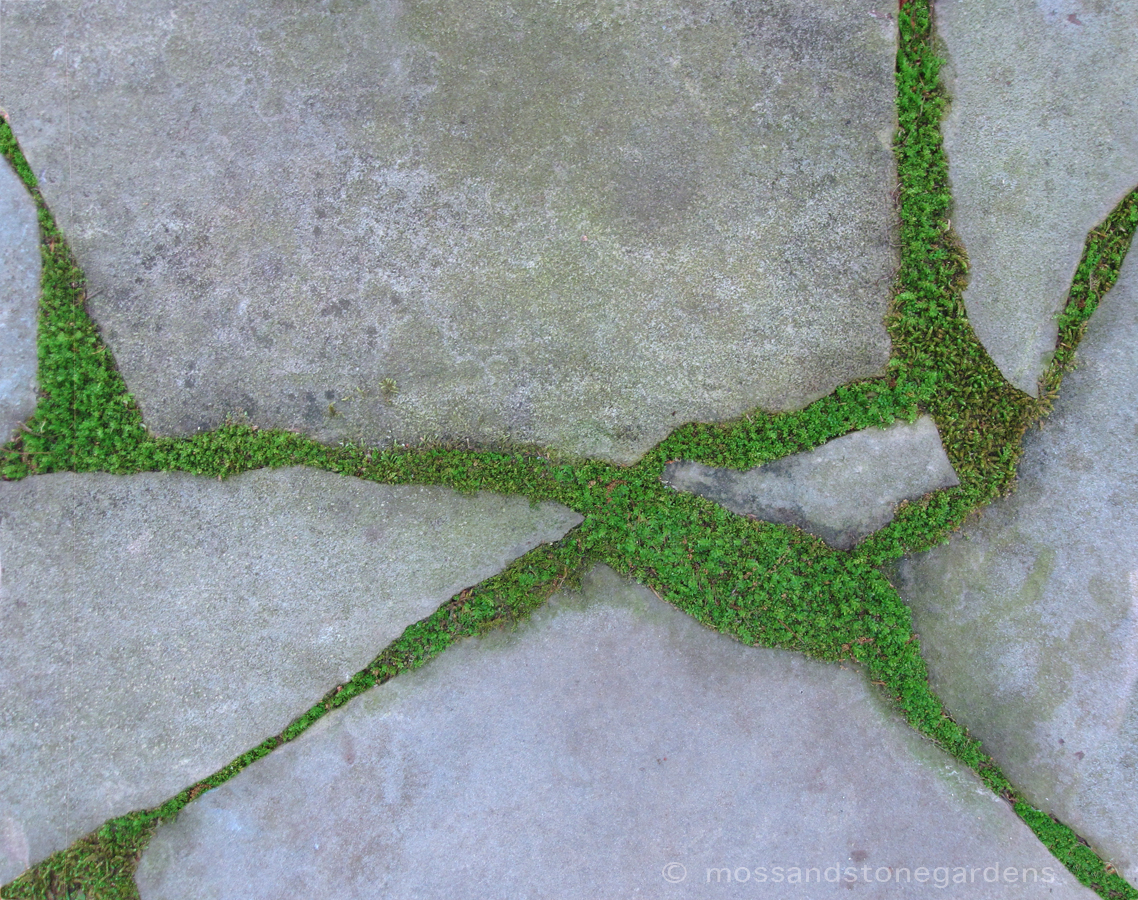 flagstone stepables walkways gardenerd musgo cracks lawn decorar thegardenglove mossandstonegardens