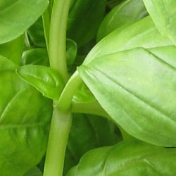 Harvesting Basil