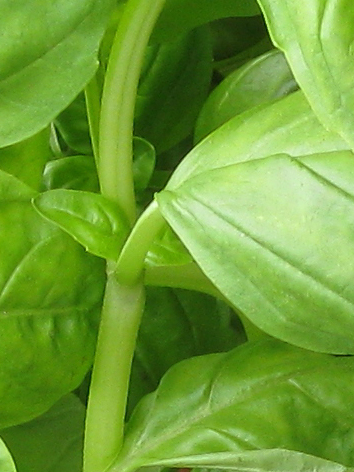 Read more about the article Harvesting Basil