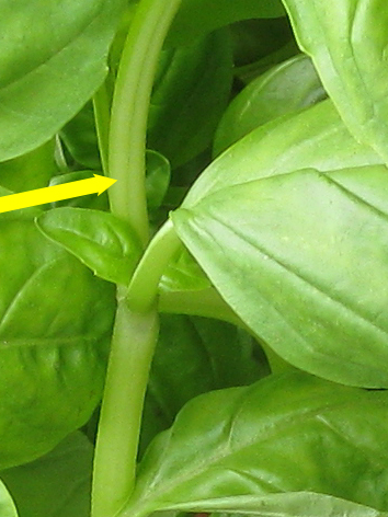 Harvesting Basil Gardenerd