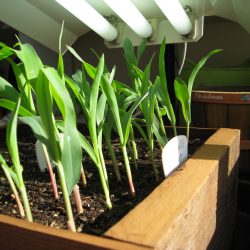 Interplanting Corn