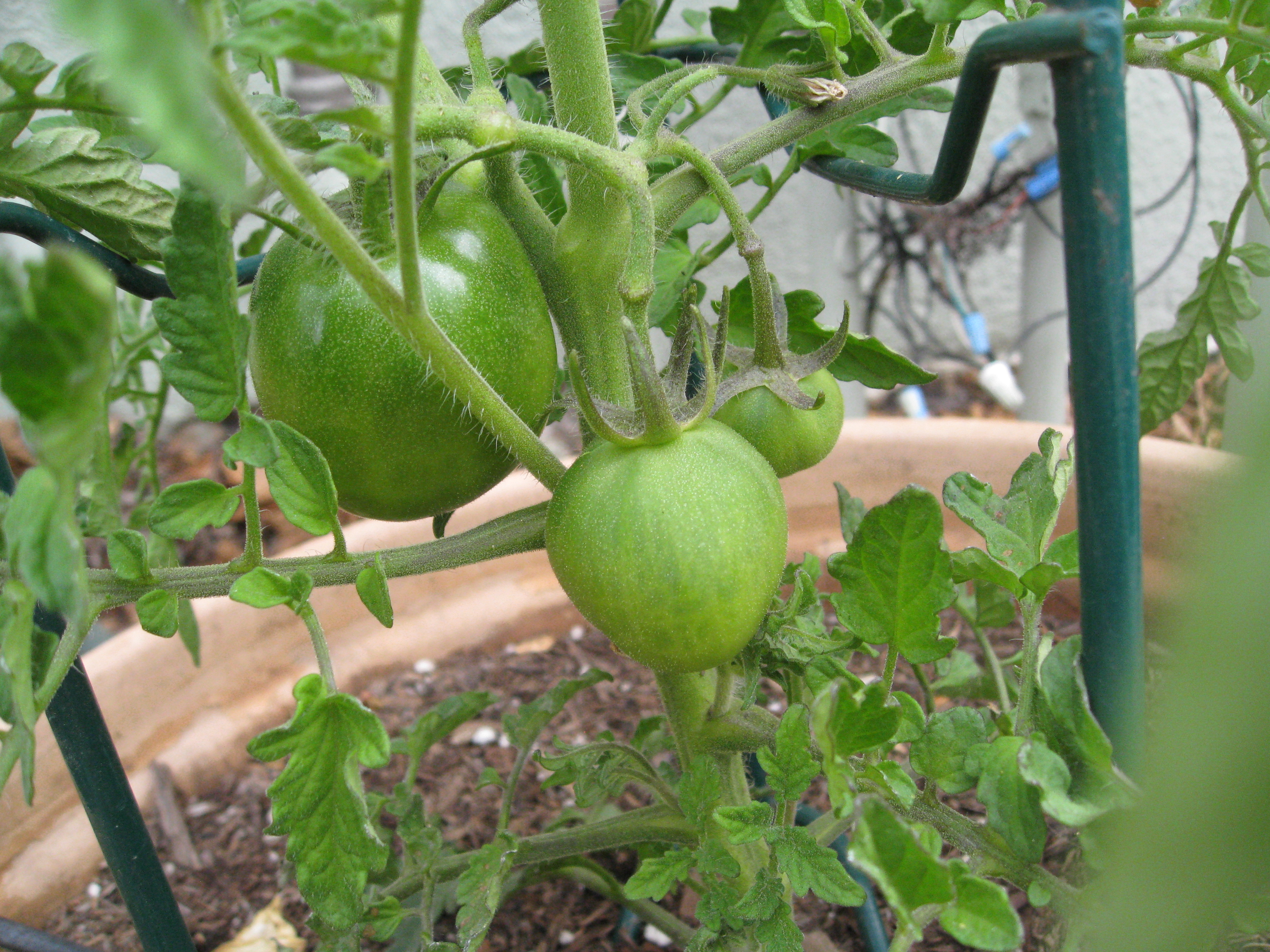 Tomatoes already!