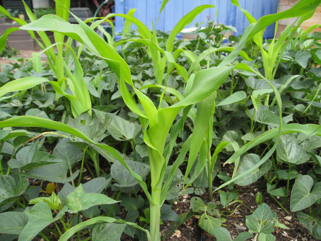 YouTube: Growing Corn - Gardenerd