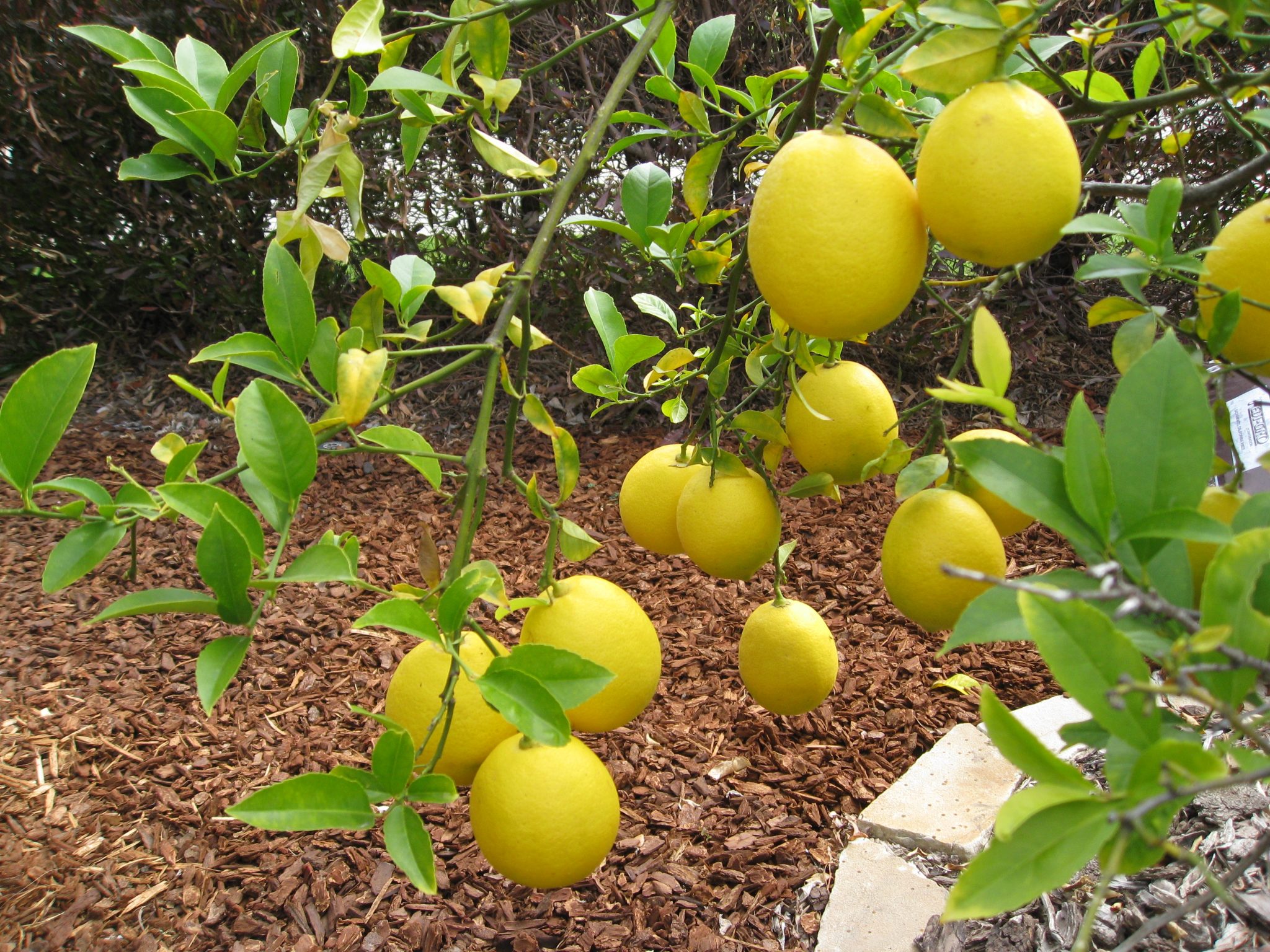 Ask Gardenerd Rootstock Fruit on Citrus Gardenerd