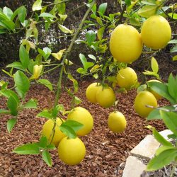 Ask Gardenerd: Citrus Leaf Problems