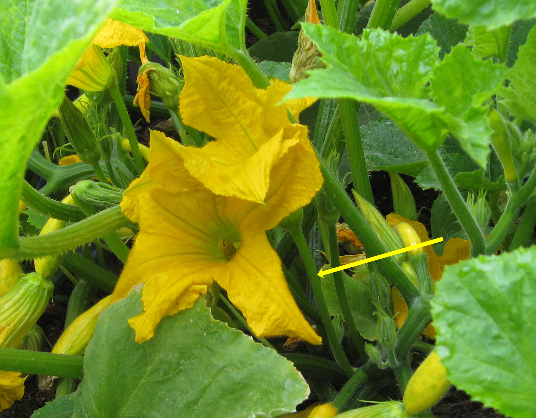 Read more about the article Hand Pollinating Squash