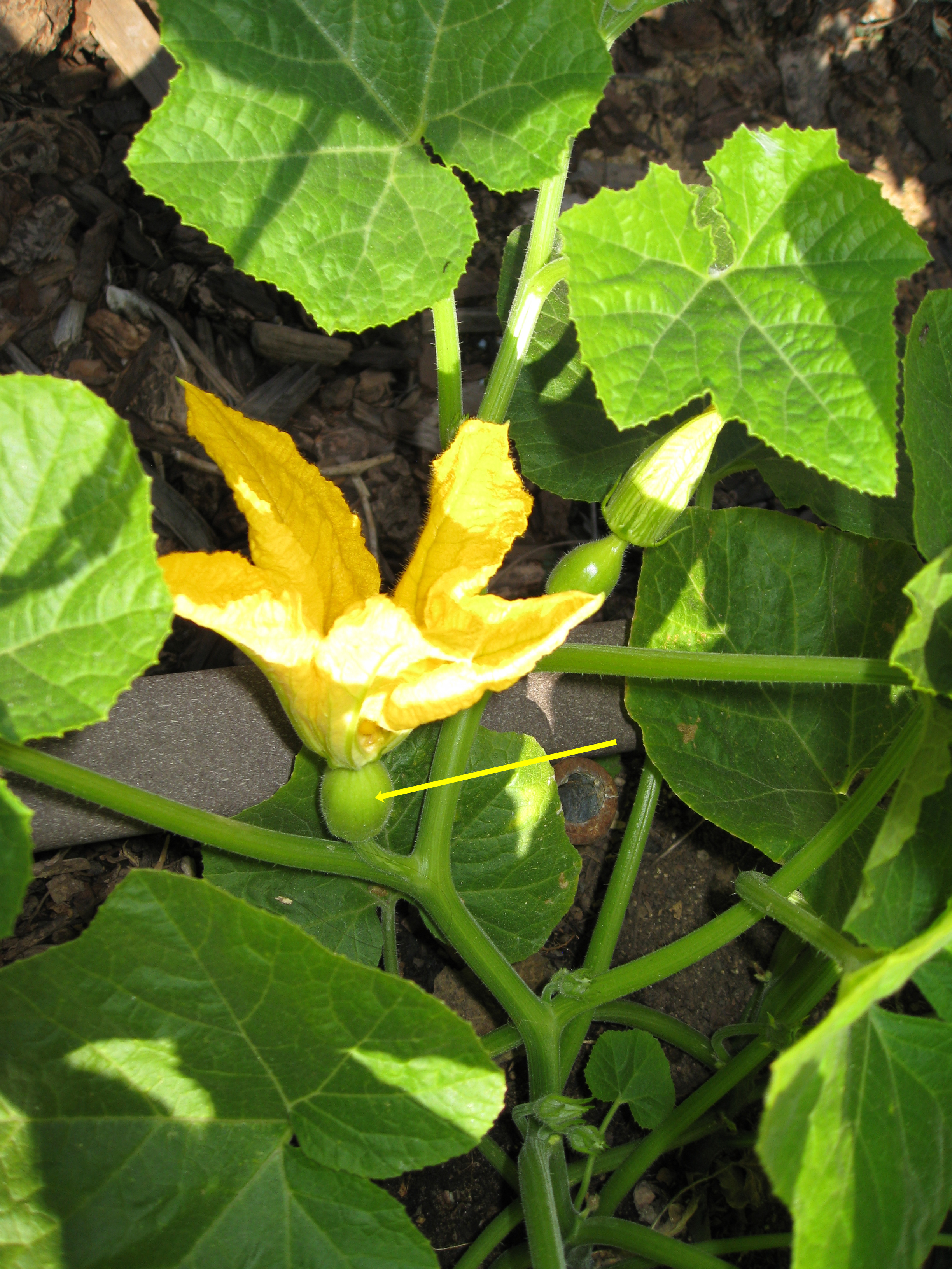 Hand Pollinating Squash Gardenerd 2319