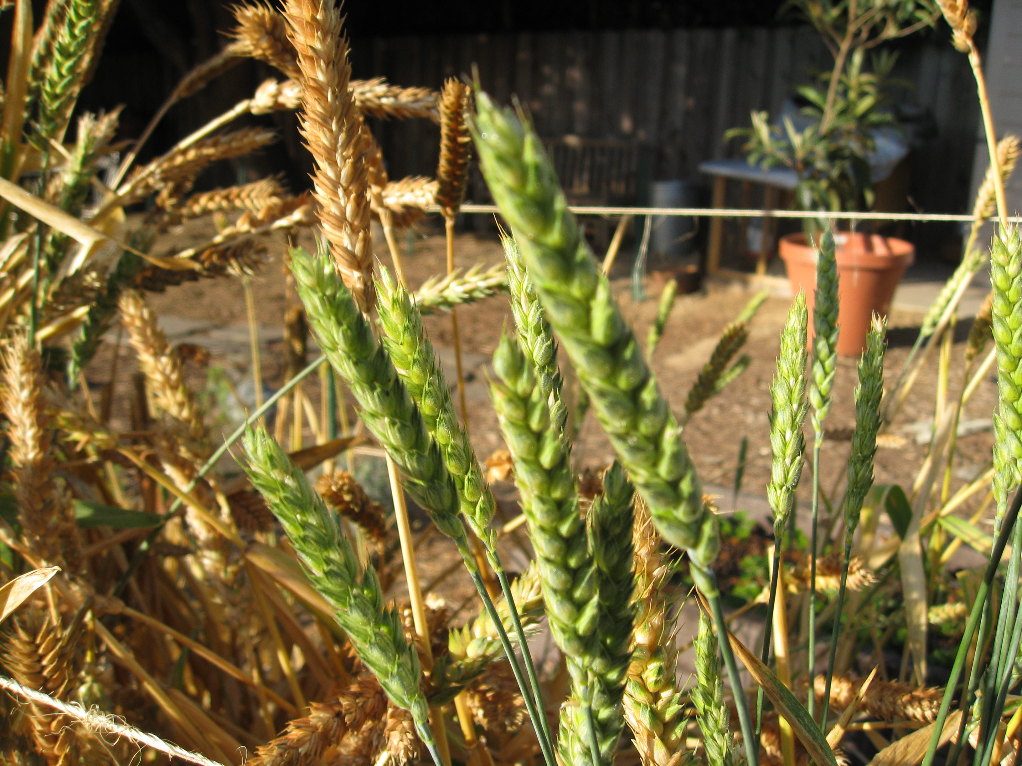White Sonora Wheat grows green, then dries to golden brown.