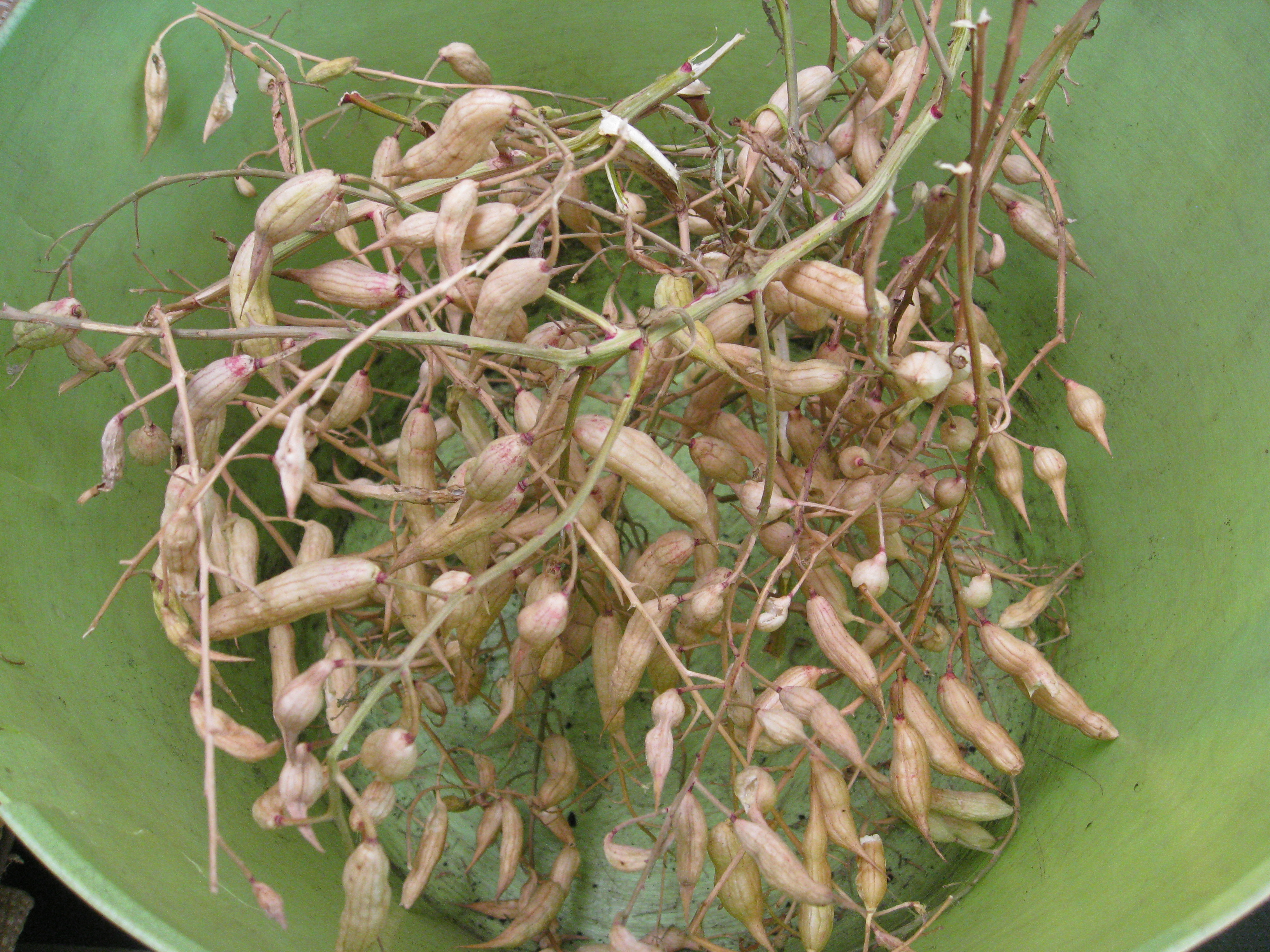 Radish seed pods are dried and crispy