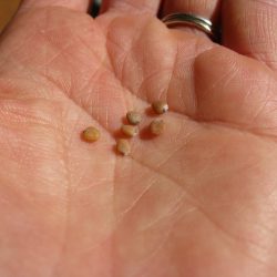 Harvesting Radish Seeds