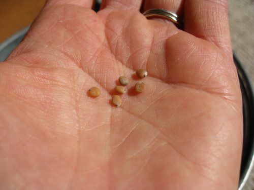 Read more about the article Harvesting Radish Seeds