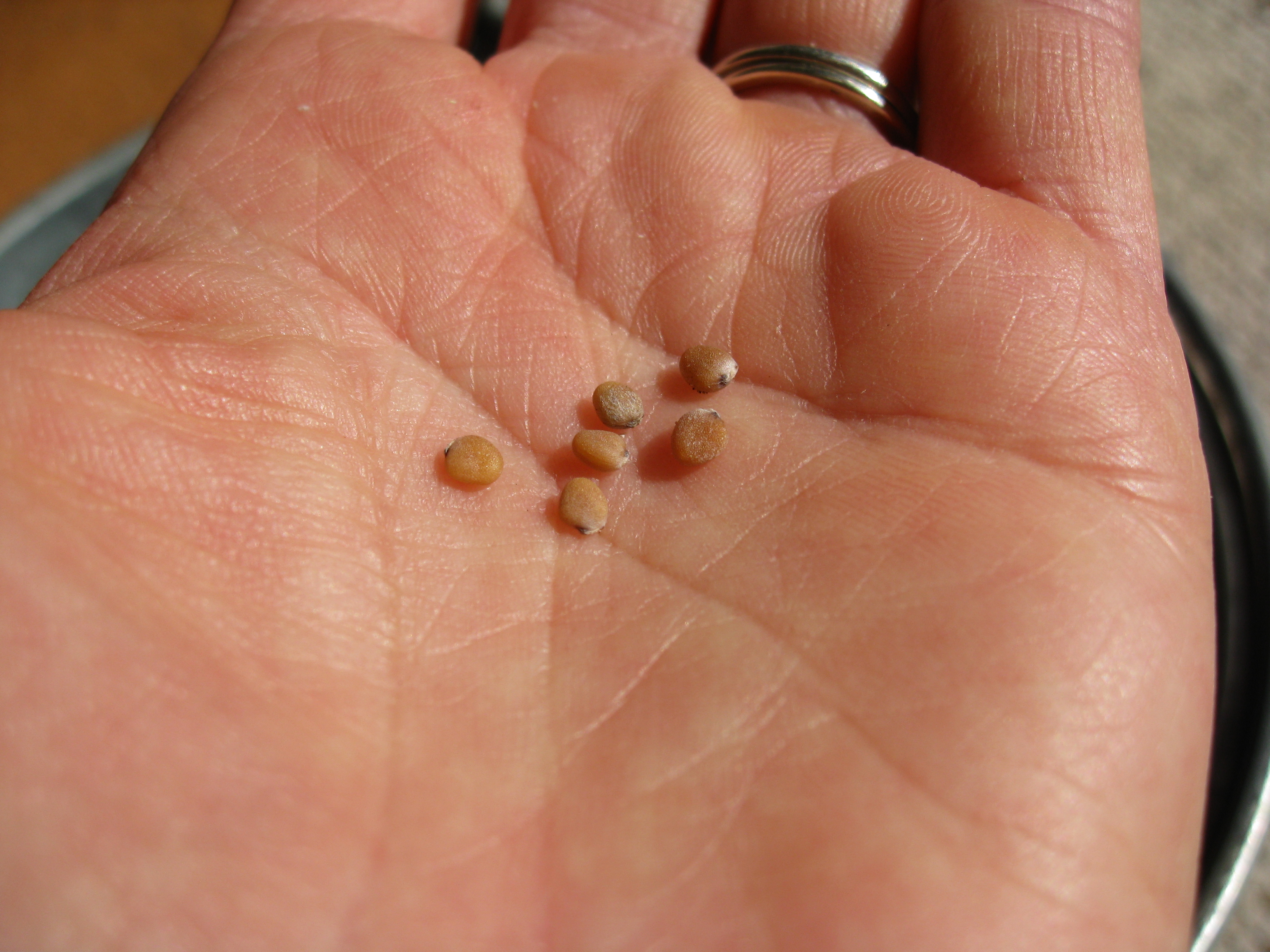 Radish seeds are medium sized, so you won't need a very small screen.