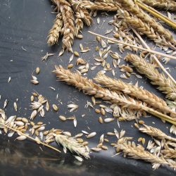 Harvesting Wheat