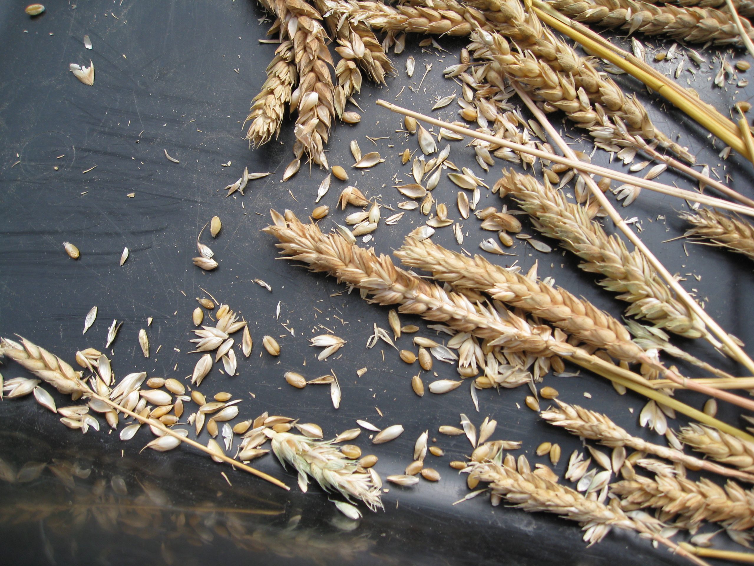 Read more about the article Harvesting Wheat
