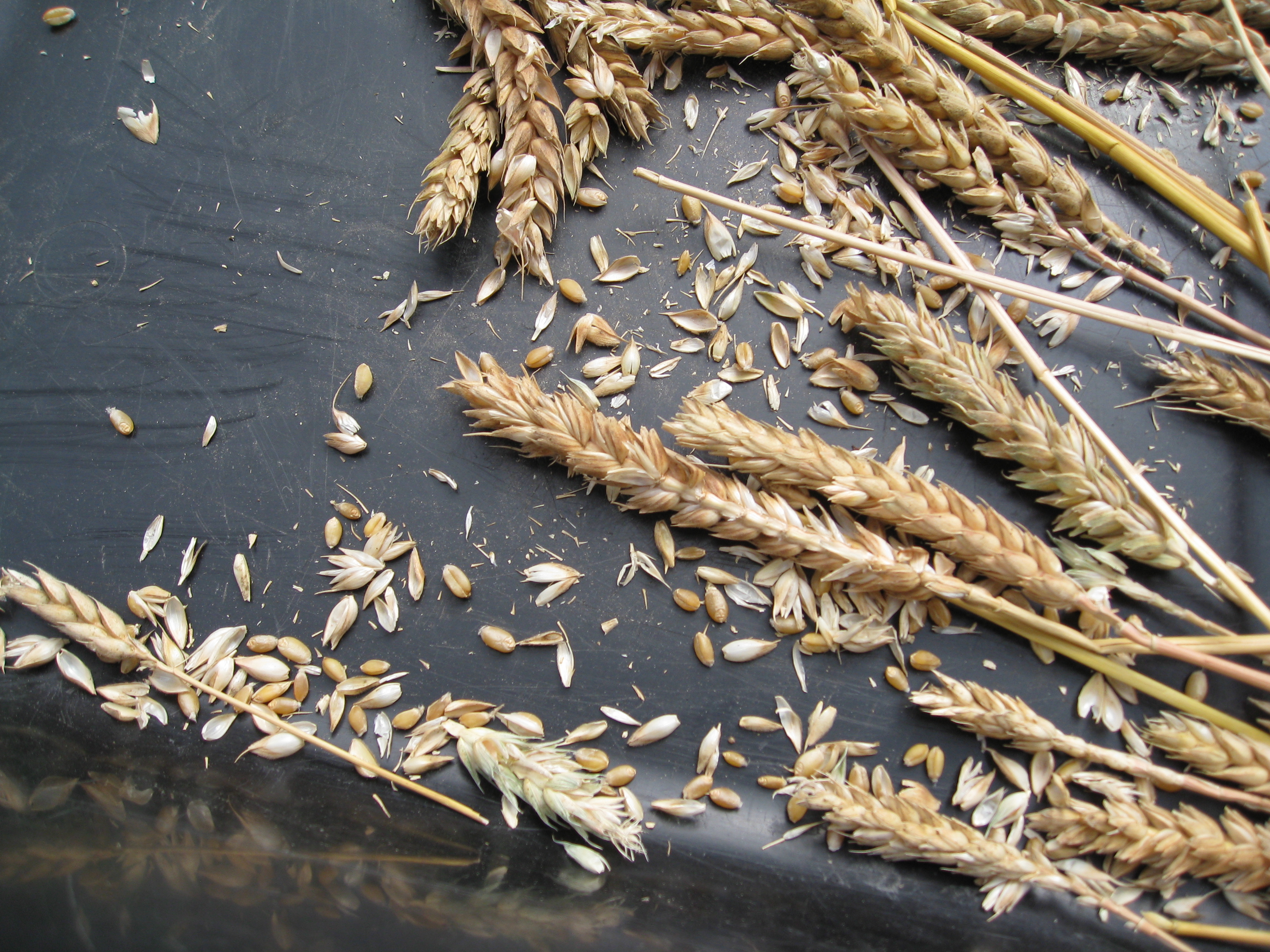 Picking The Wheat - Hands Picking Wheat From The Farm Land Stock Photo Down...