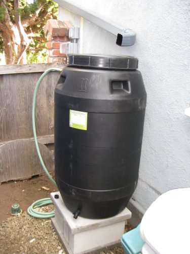 Read more about the article Ask Gardenerd: Using Rainwater