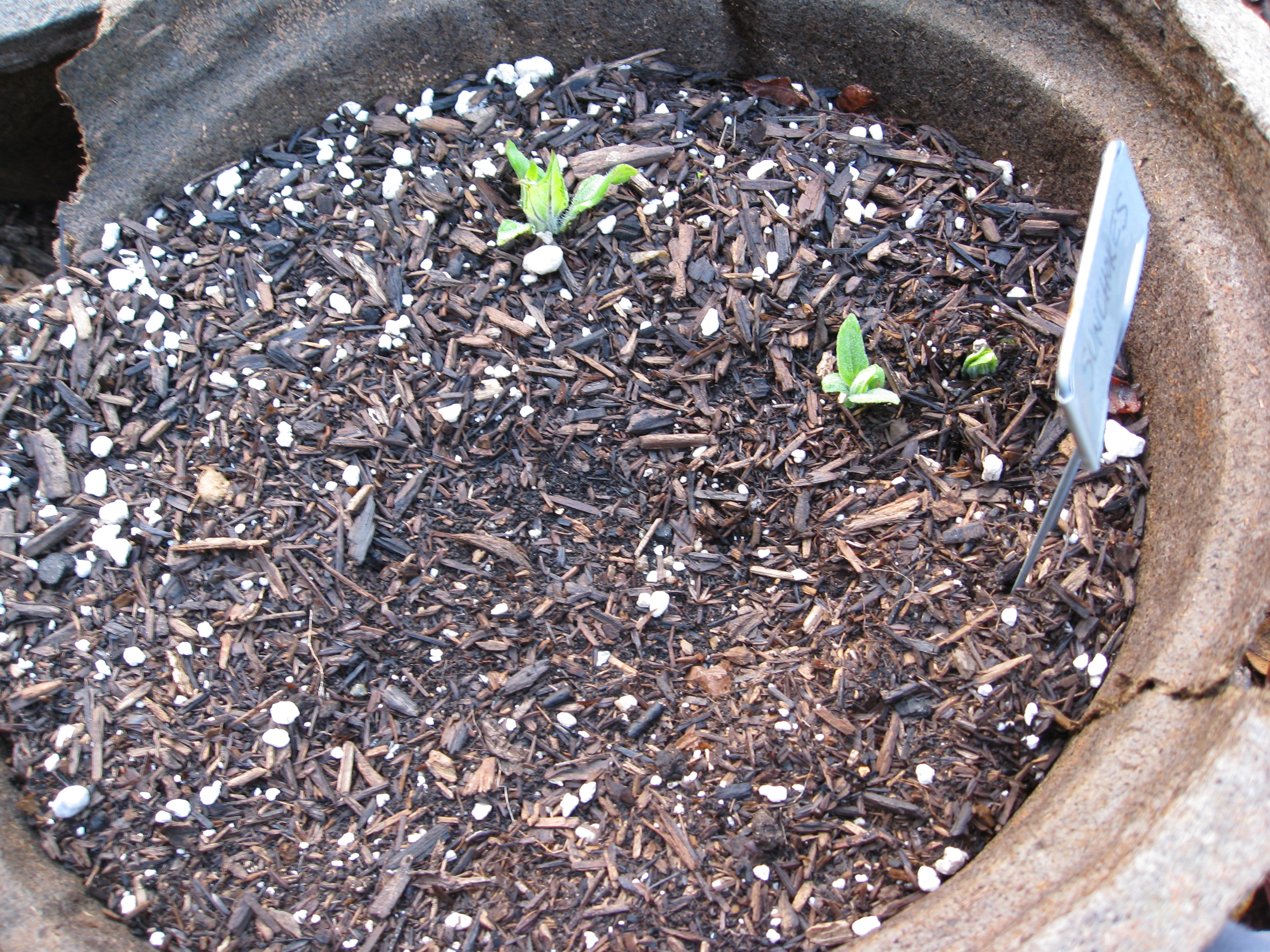 Sprouts took their time to pop above the soil.