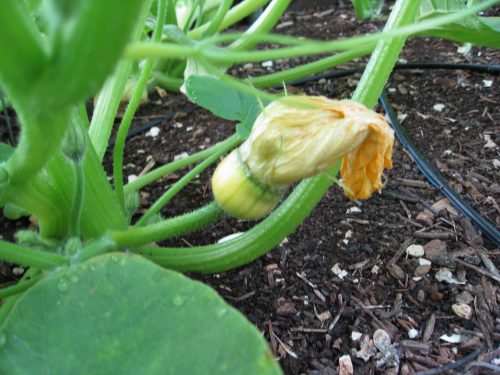 Read more about the article Growing Turban Squash
