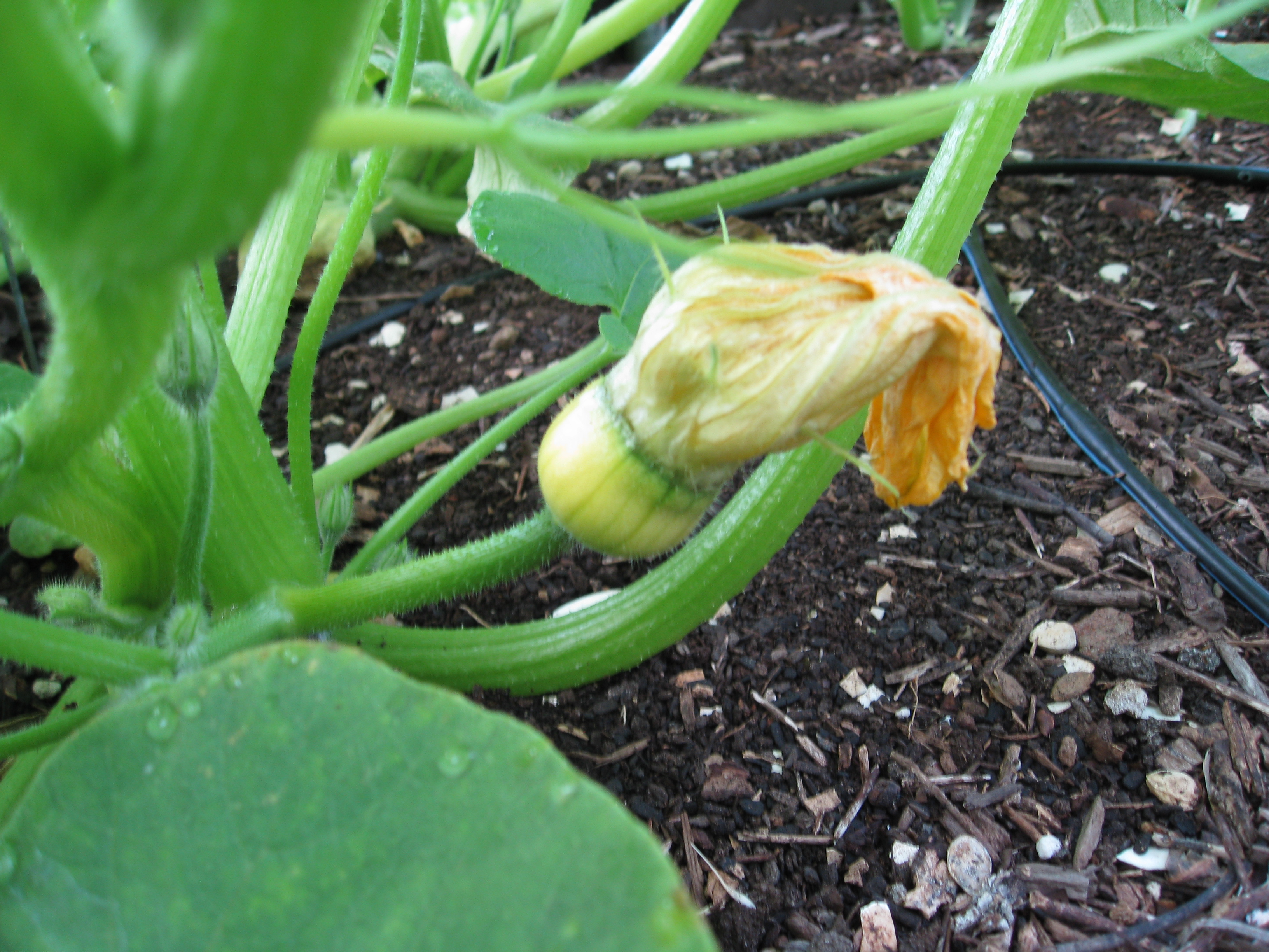 Growing Turban Squash Gardenerd