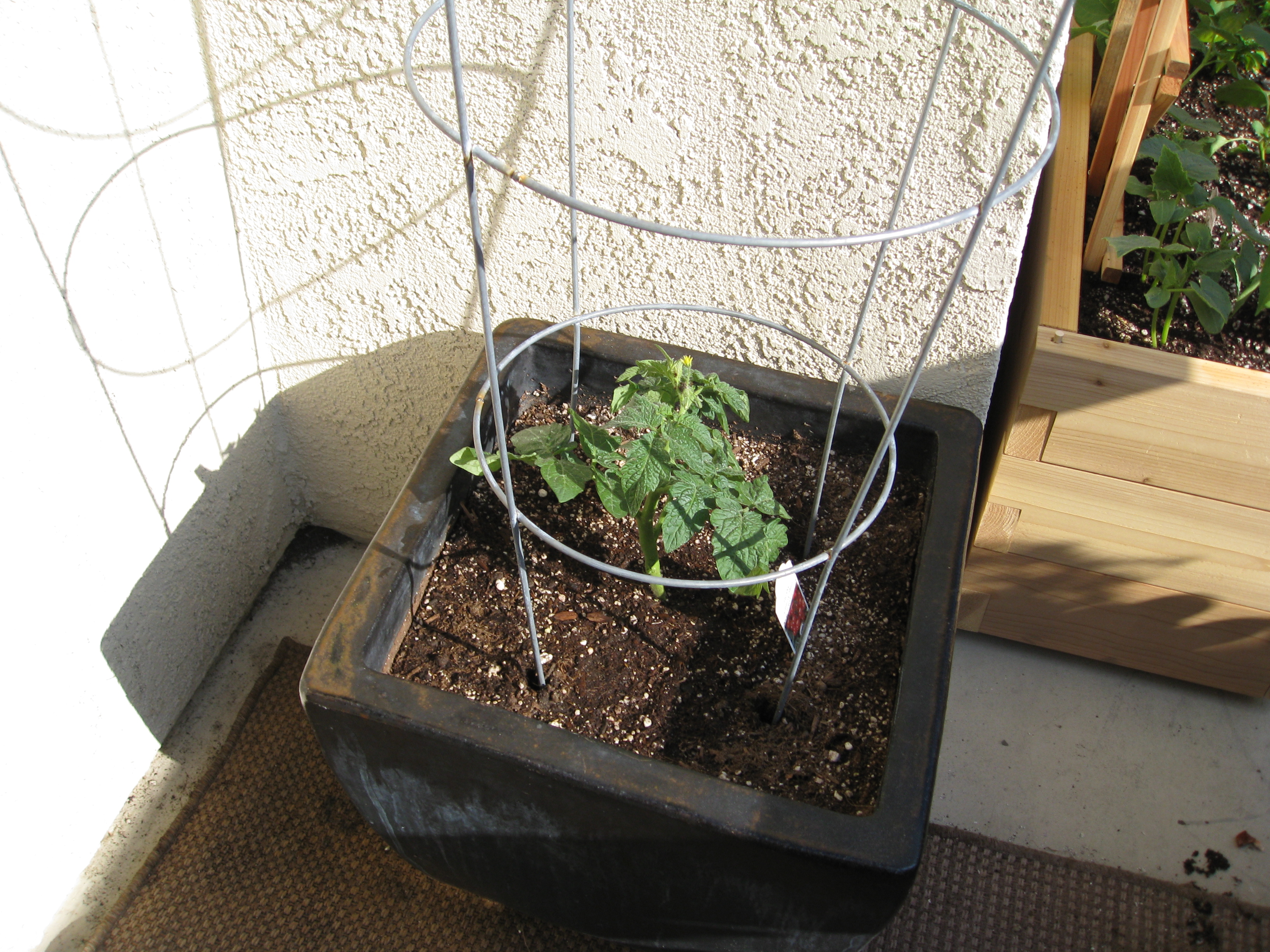 A cherry tomato (which grows well along the coast) occupies former "sad grass" pot. 