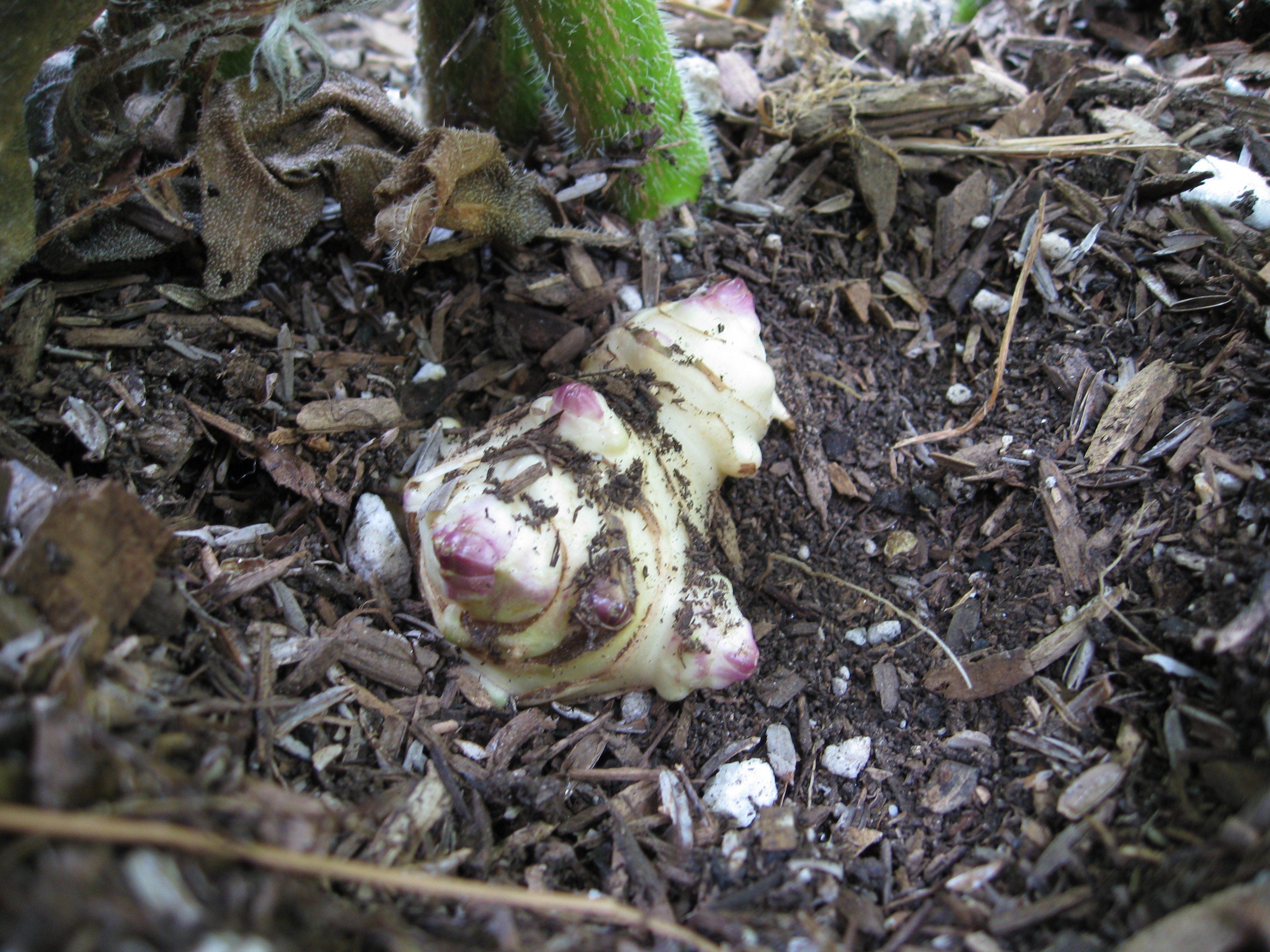 Tubers form near the flower stalk, just below the surface. 