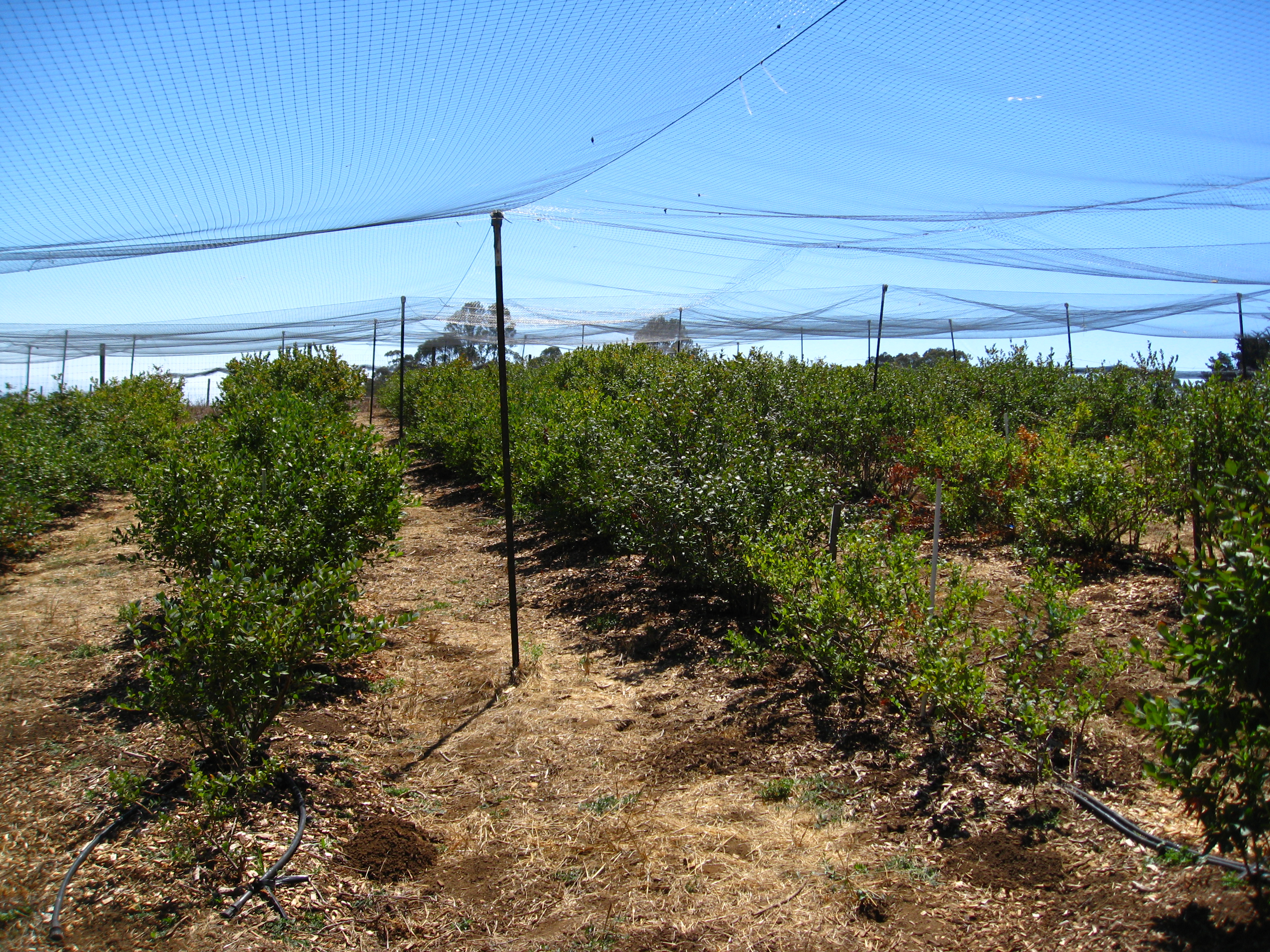 Blueberries at the UC Santa Cruz CASFS farm being watered with apple cider vinegar made from the farms fallen apples.