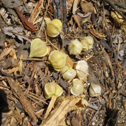 Ask Gardenerd: Green Ground Cherries