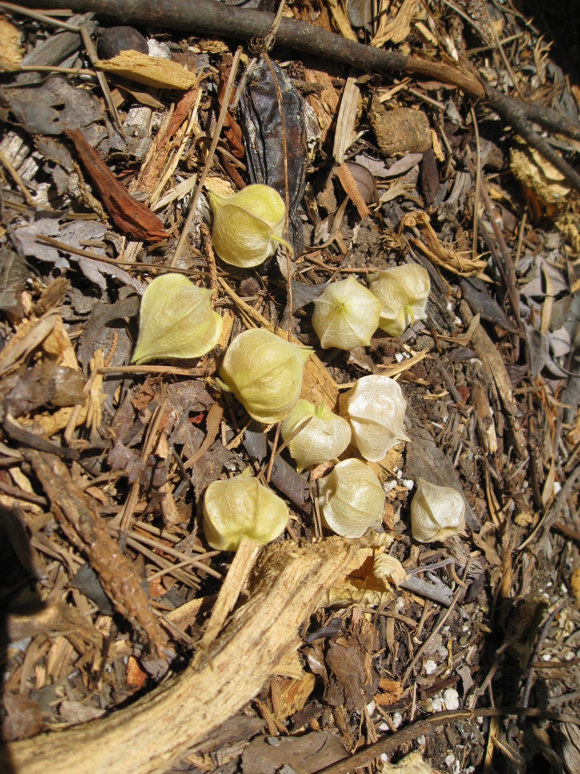 Read more about the article Ask Gardenerd: Green Ground Cherries