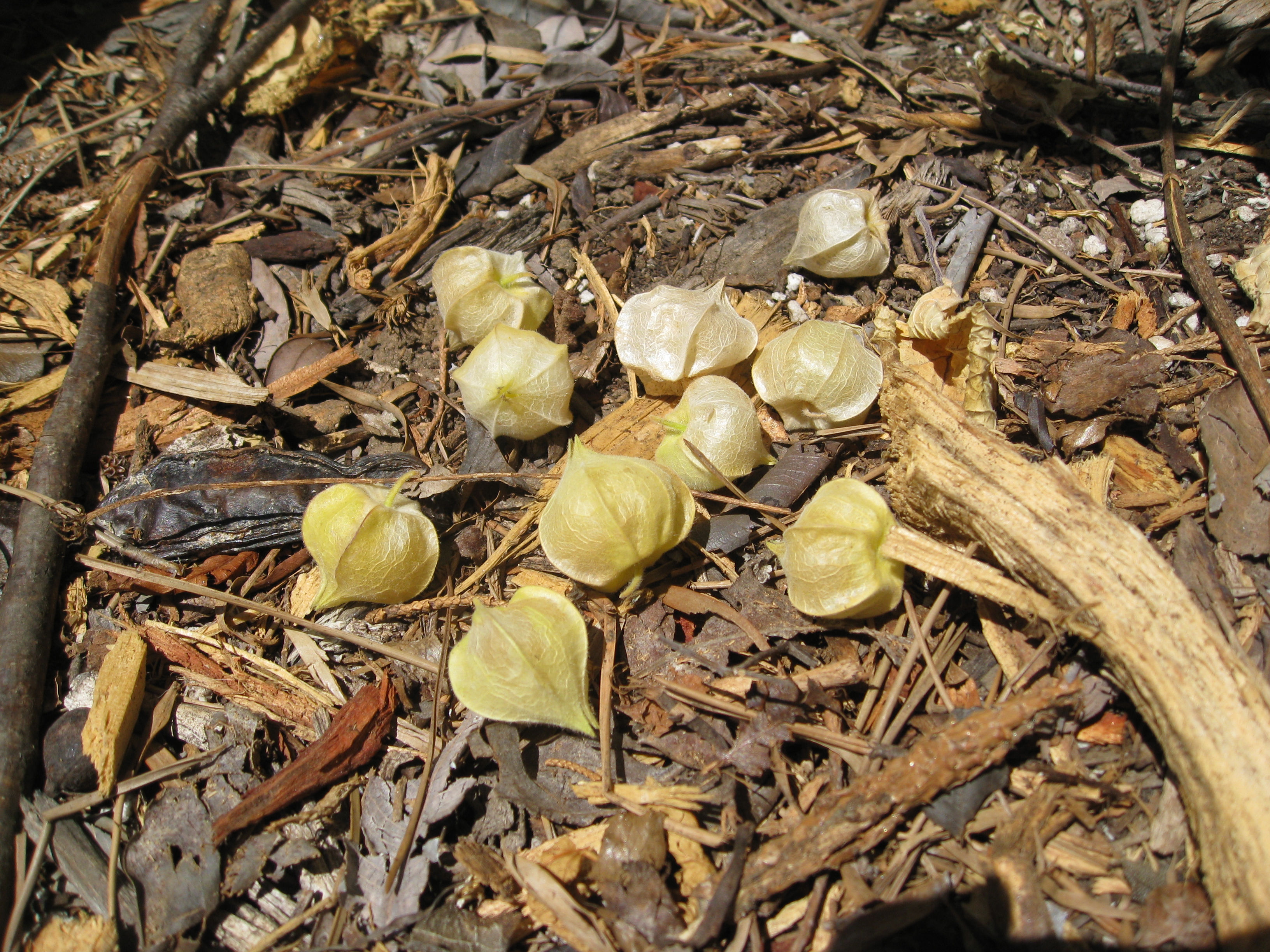 Ground cherries drop to the ground when ready to pick. Easy peasy.