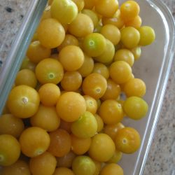 Growing and Harvesting Ground Cherries