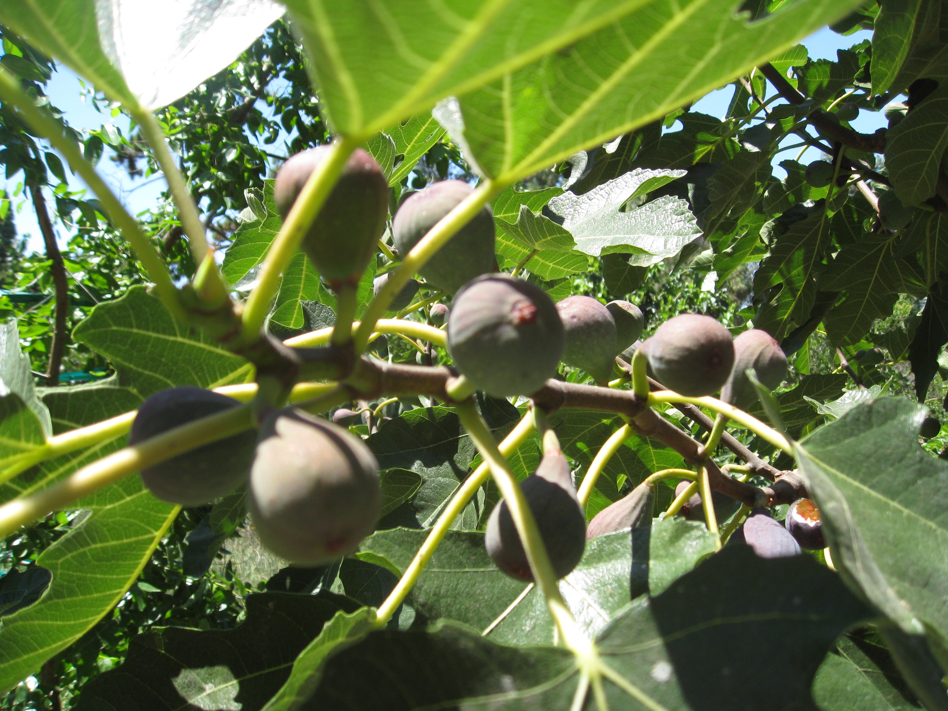 Violette de Bordeaux figs