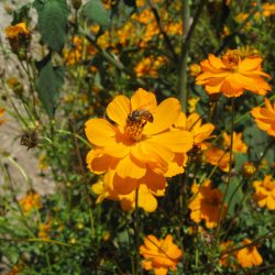 Ask Gardenerd: When to Spray to Avoid Bees