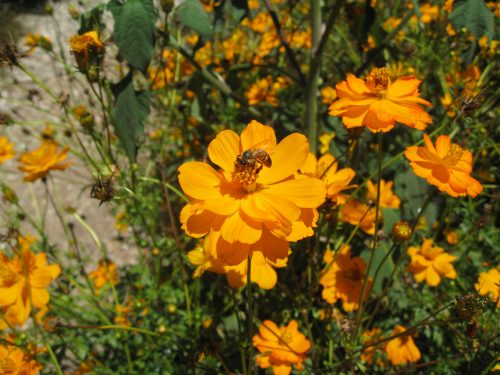Read more about the article Ask Gardenerd: When to Spray to Avoid Bees
