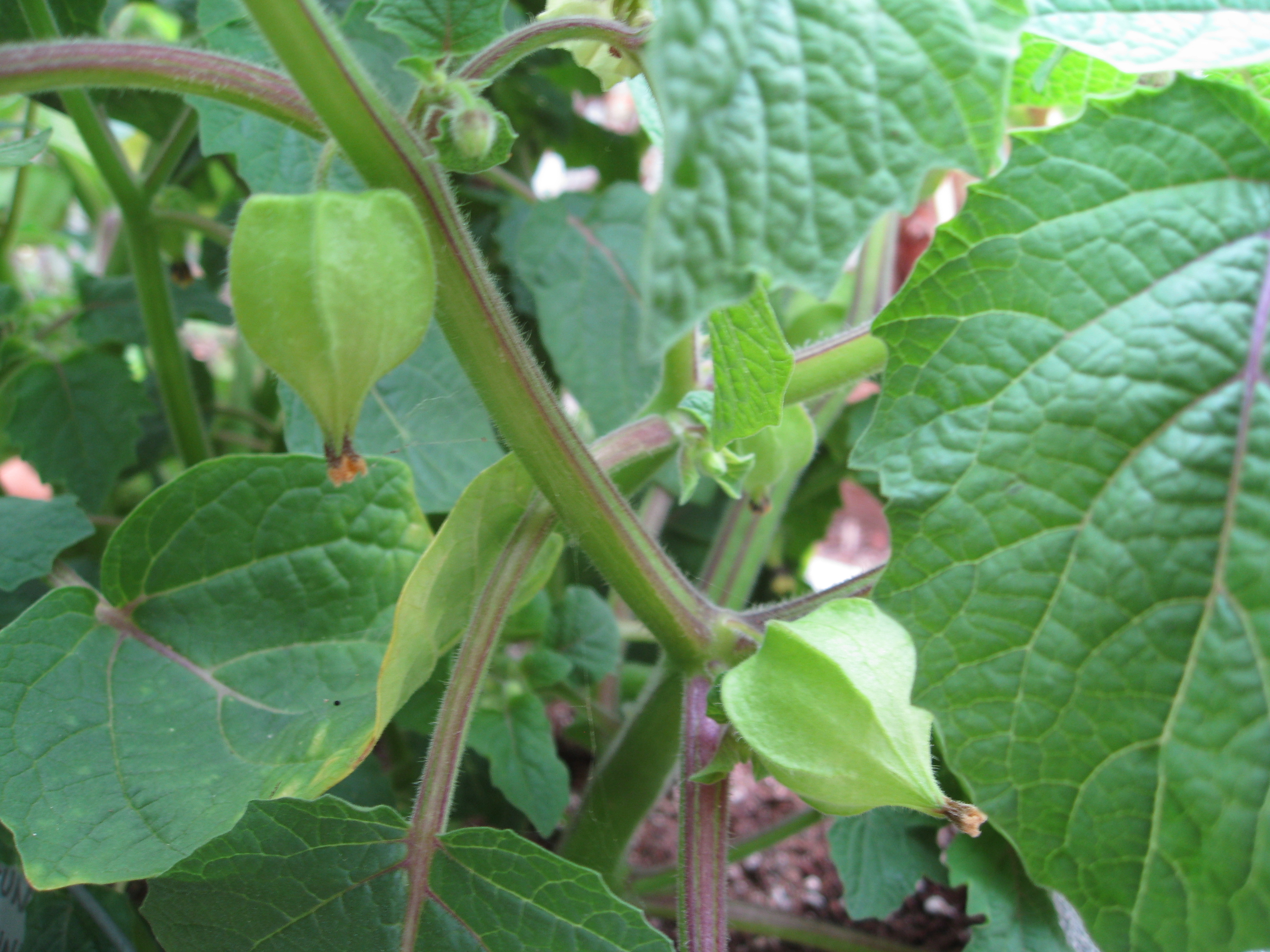 Lanterns appear and fruit develops inside. Pods turn brown/cream as they mature.