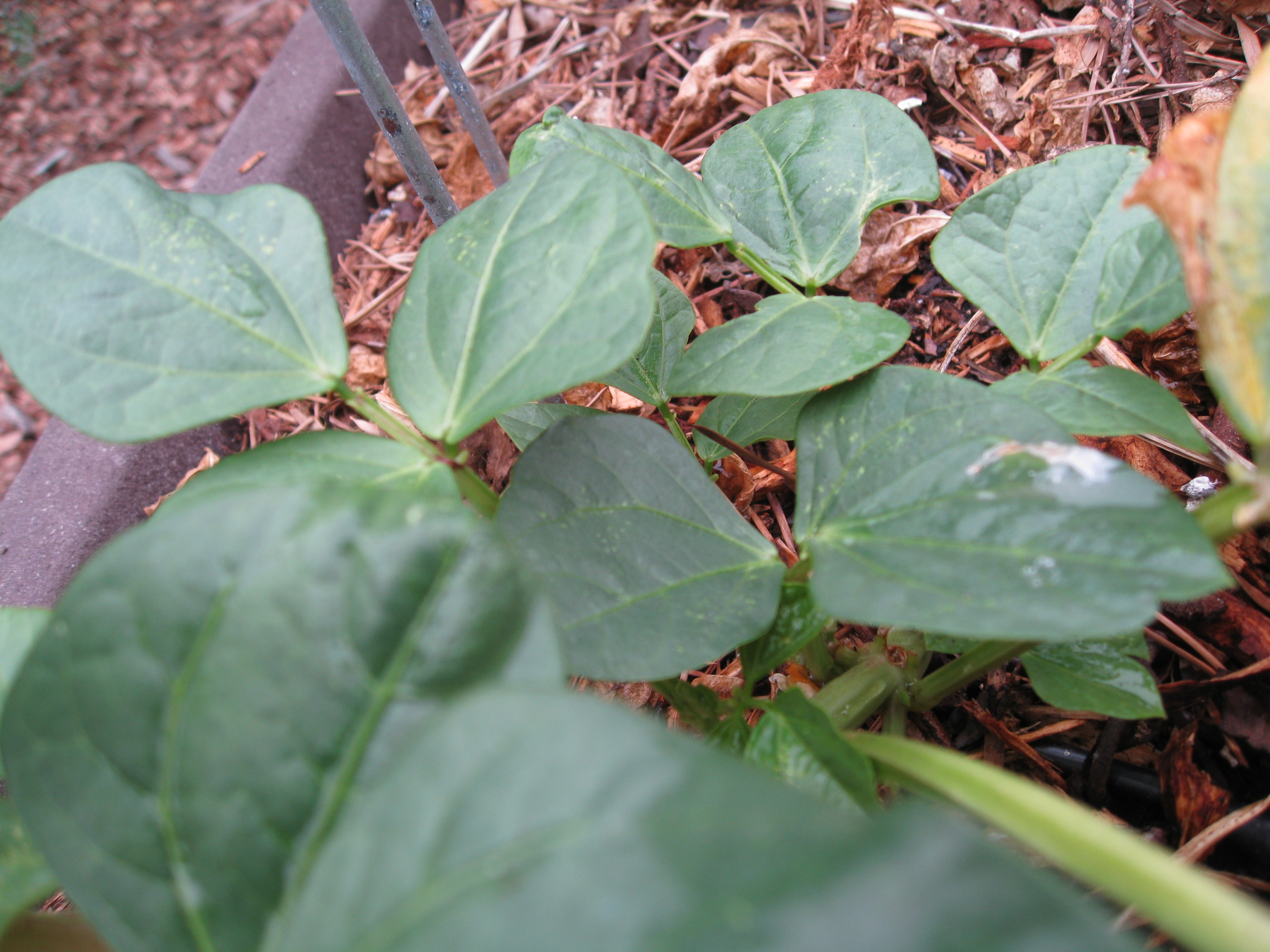 Growing Cowpeas (Black Eyed Peas) - Gardenerd