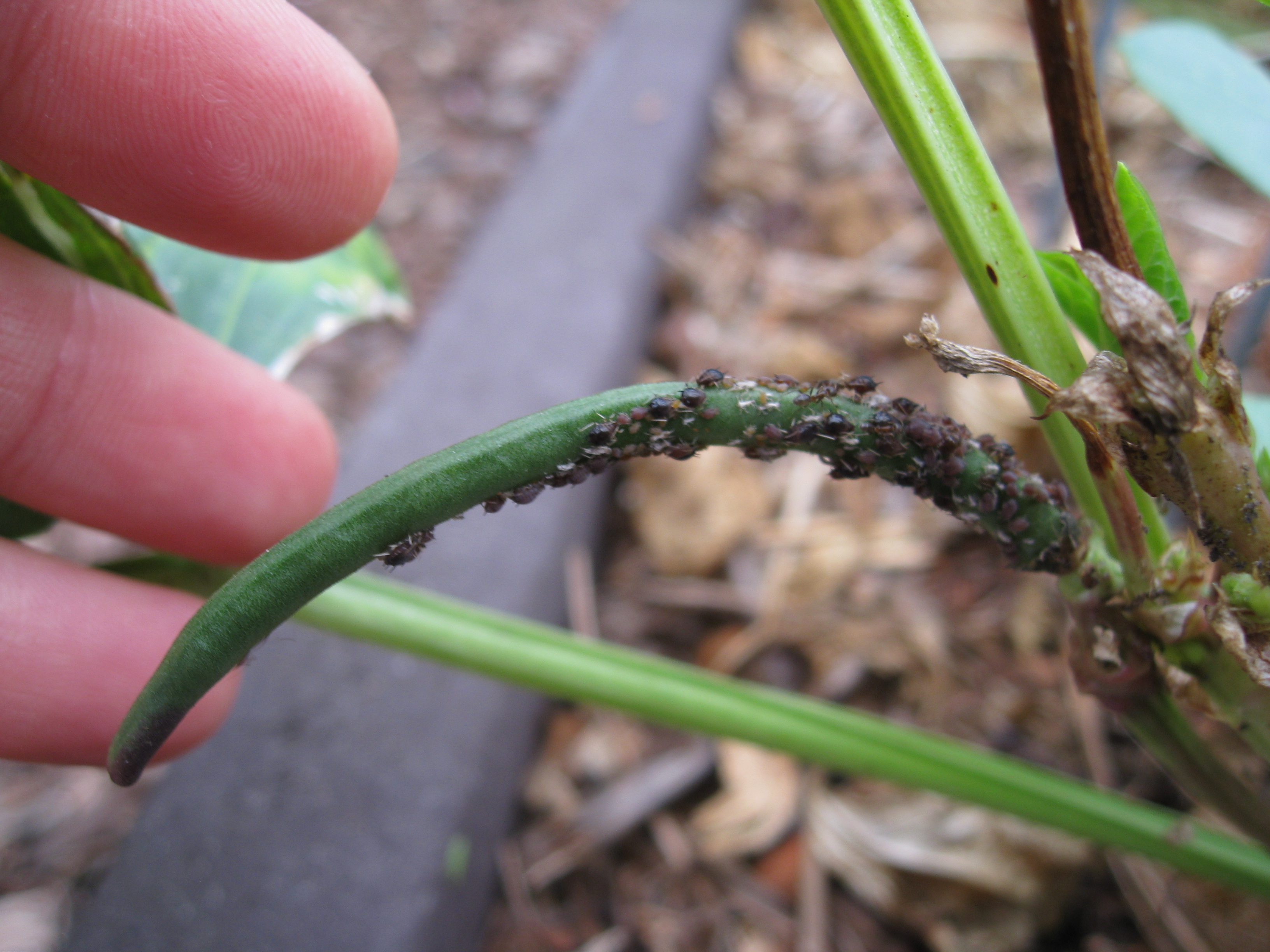 black aphids chives