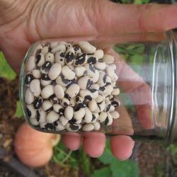 Growing Cowpeas (Black Eyed Peas)