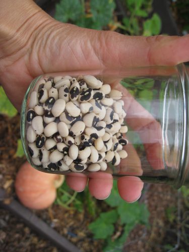Read more about the article Growing Cowpeas (Black Eyed Peas)
