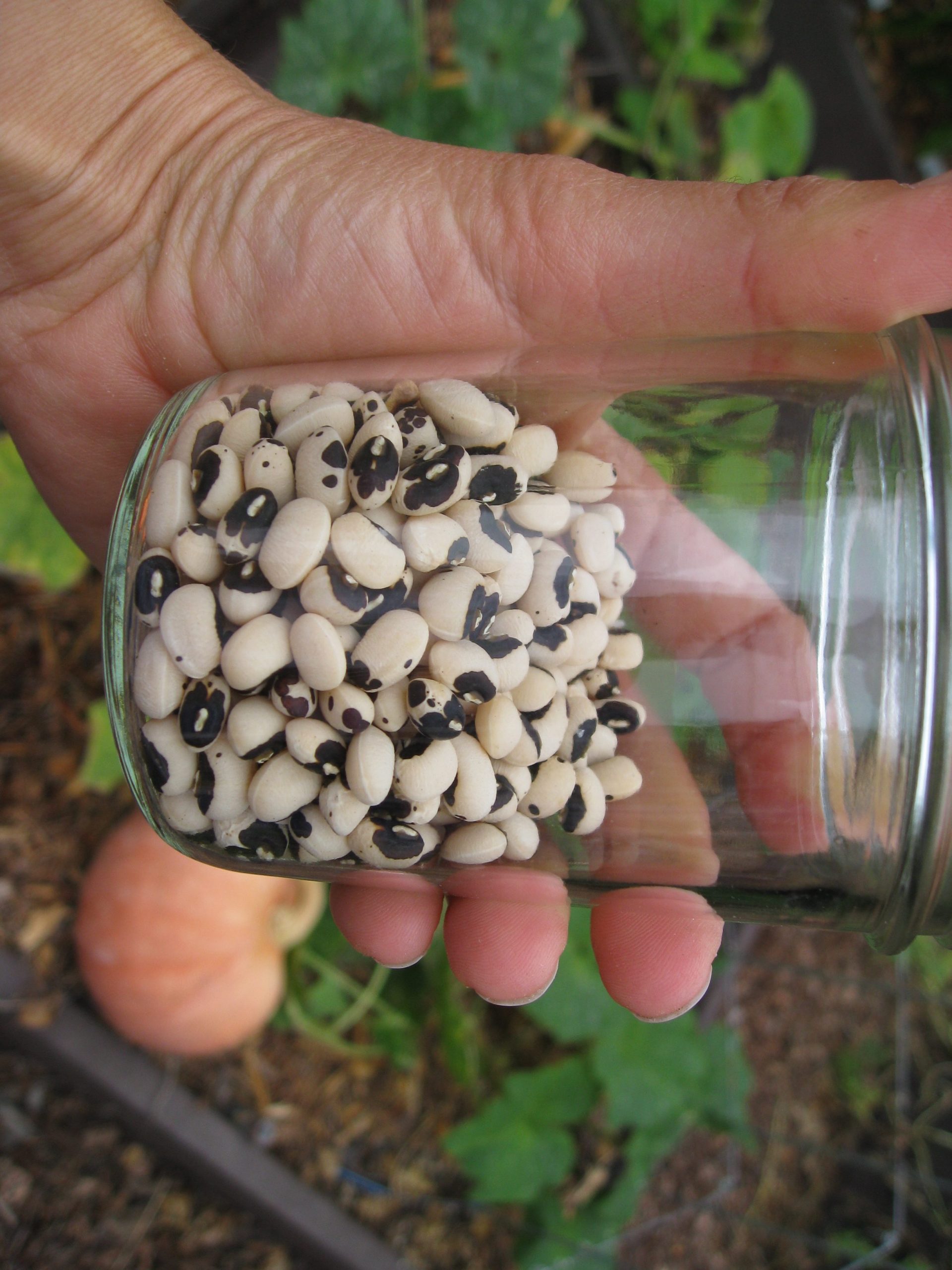 You are currently viewing Growing Cowpeas (Black Eyed Peas)