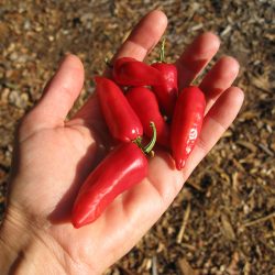 Ask Gardenerd: Freezing Peppers