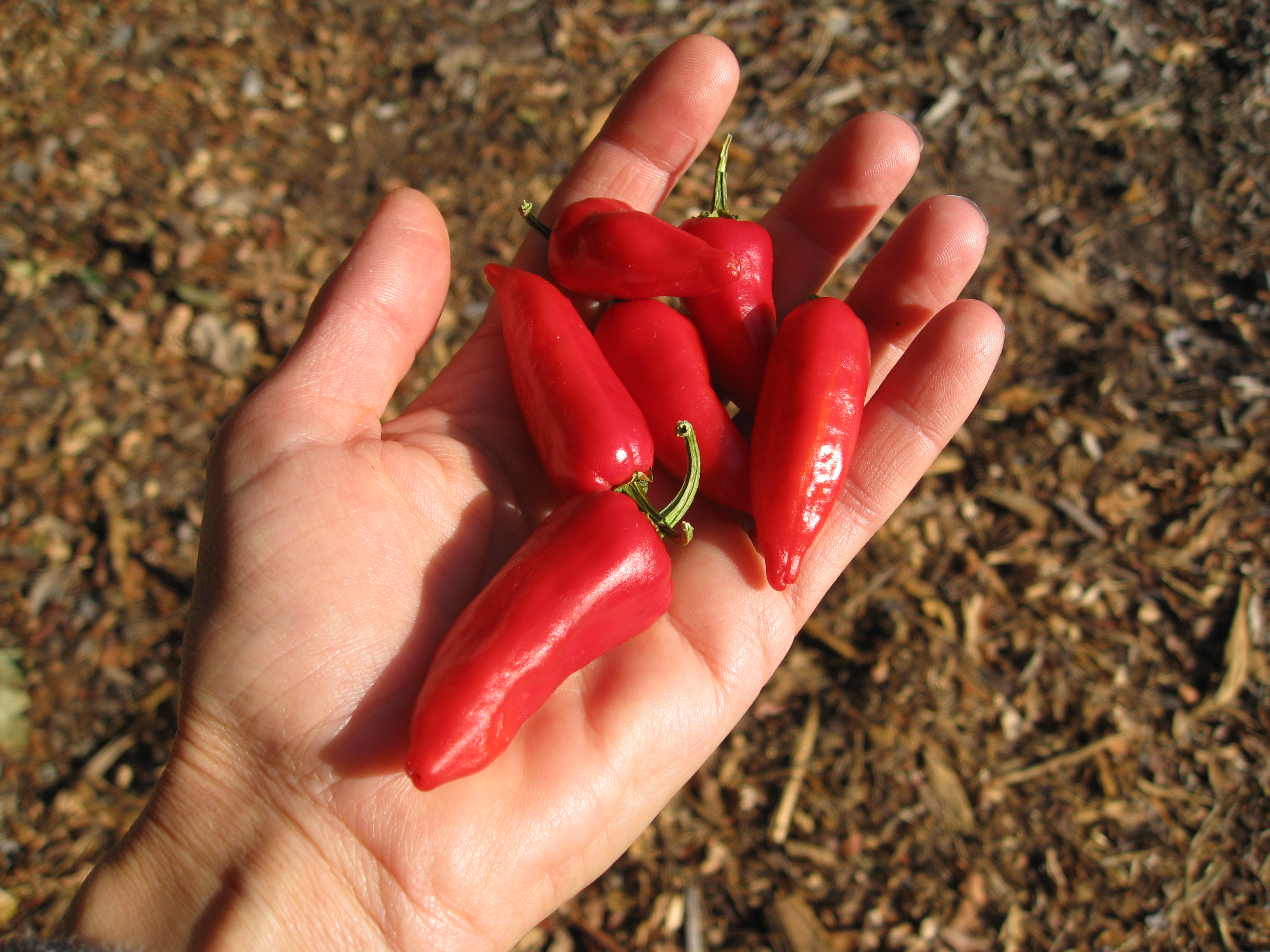 Bright red, our fish peppers aren't too hot. 