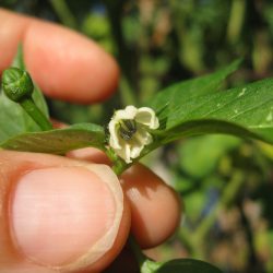 Growing Fish Peppers