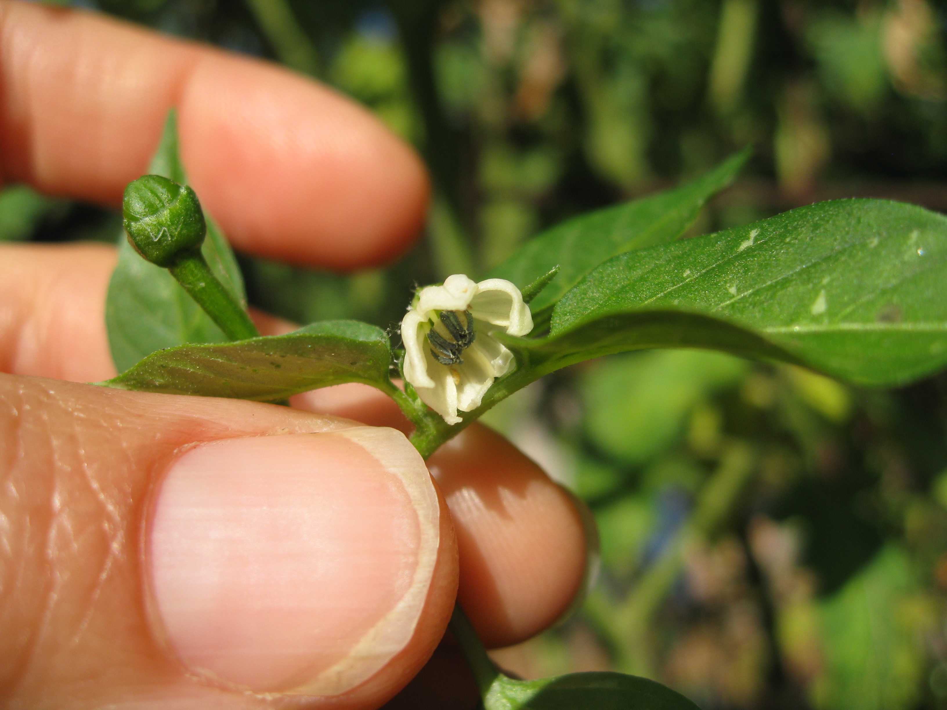 Tiny flowers turn to fruit quickly 