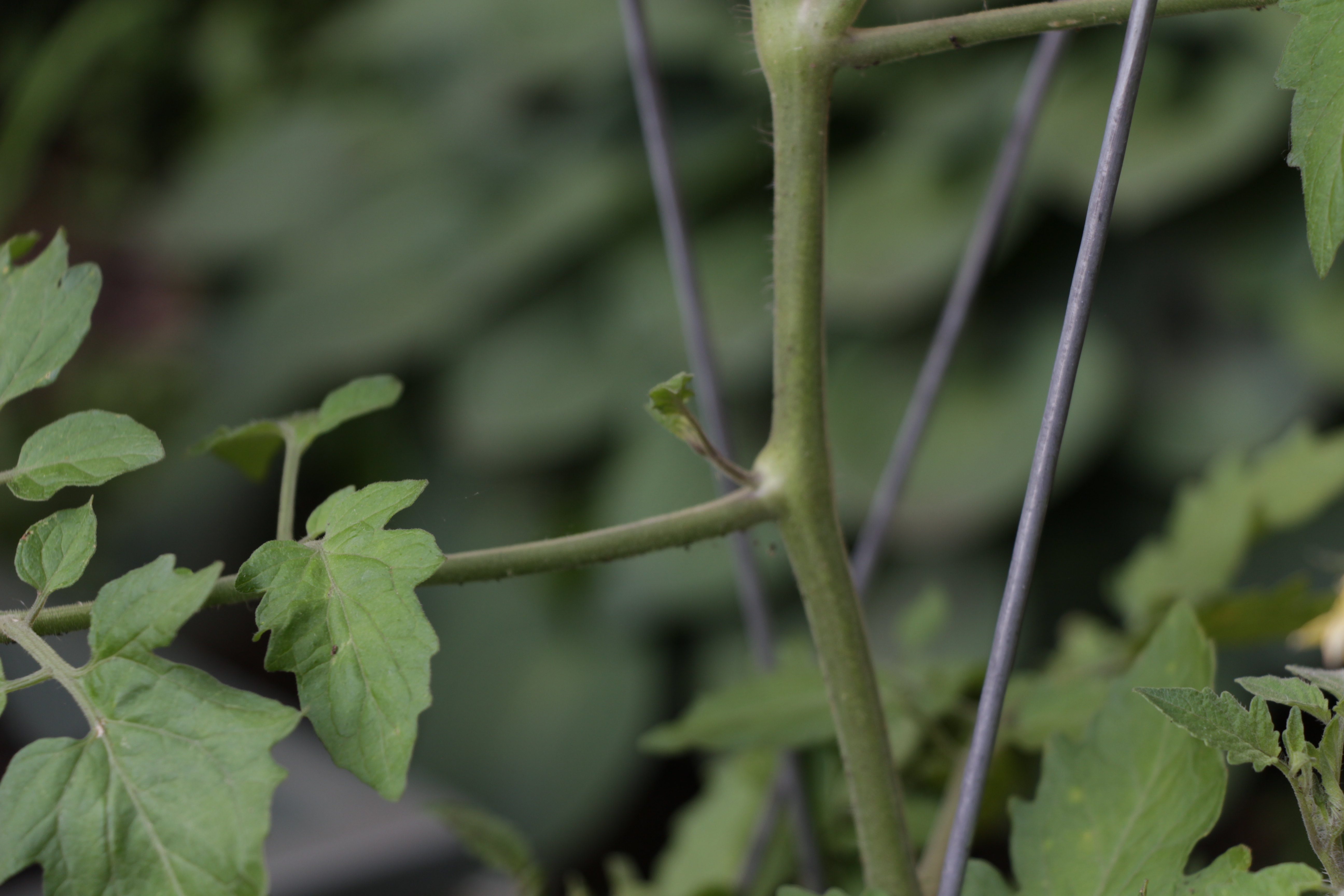 Tomato sucker growing from junction of main stem and leaf.