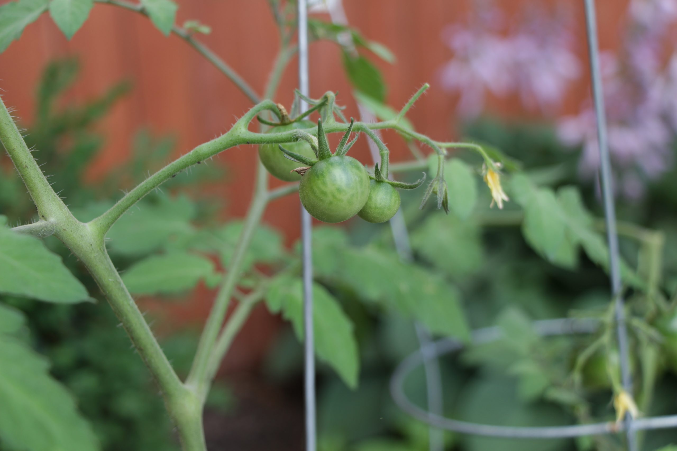 You are currently viewing Pruning Tomatoes