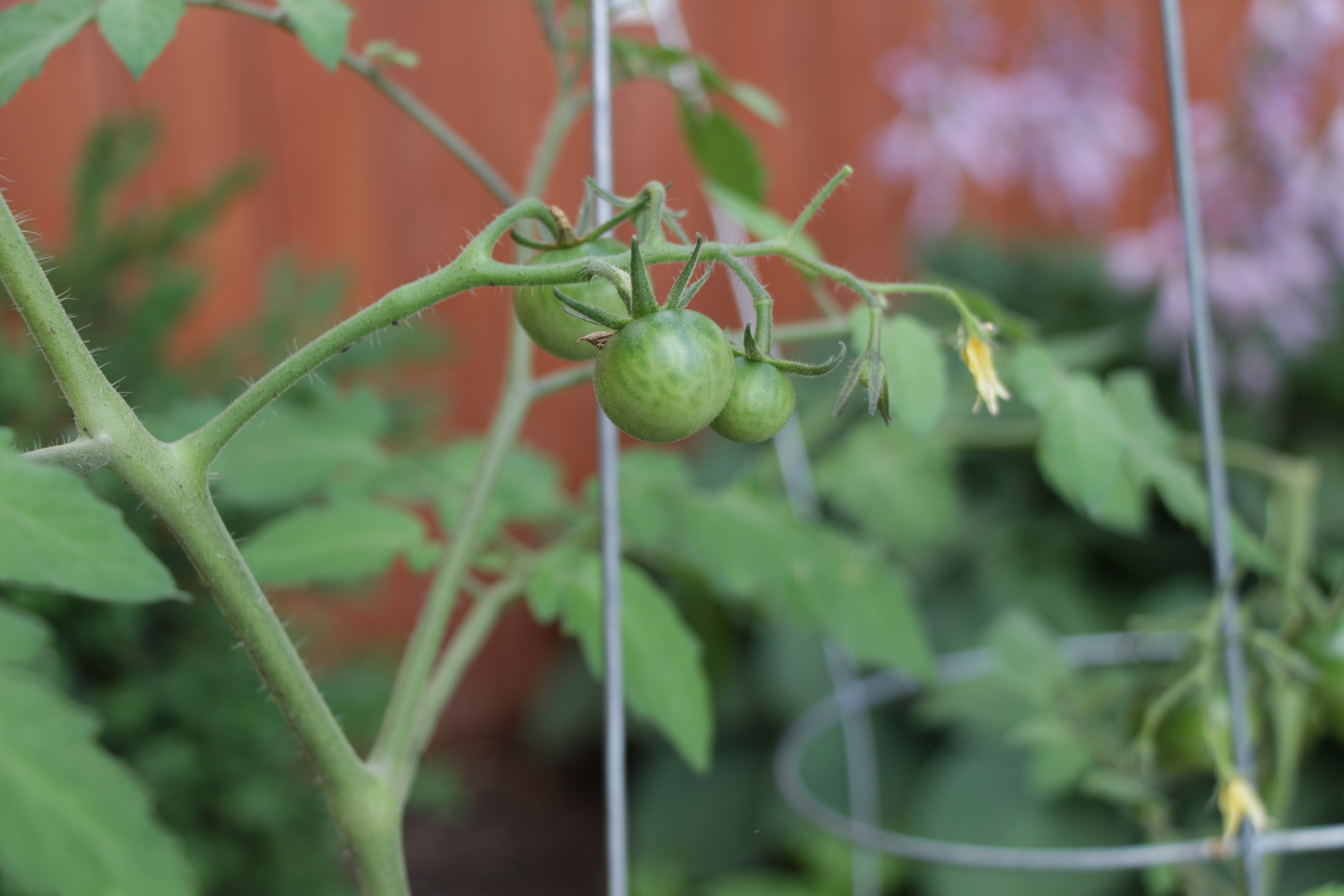 Young tomatoes in cages - Rule #1: give them proper support