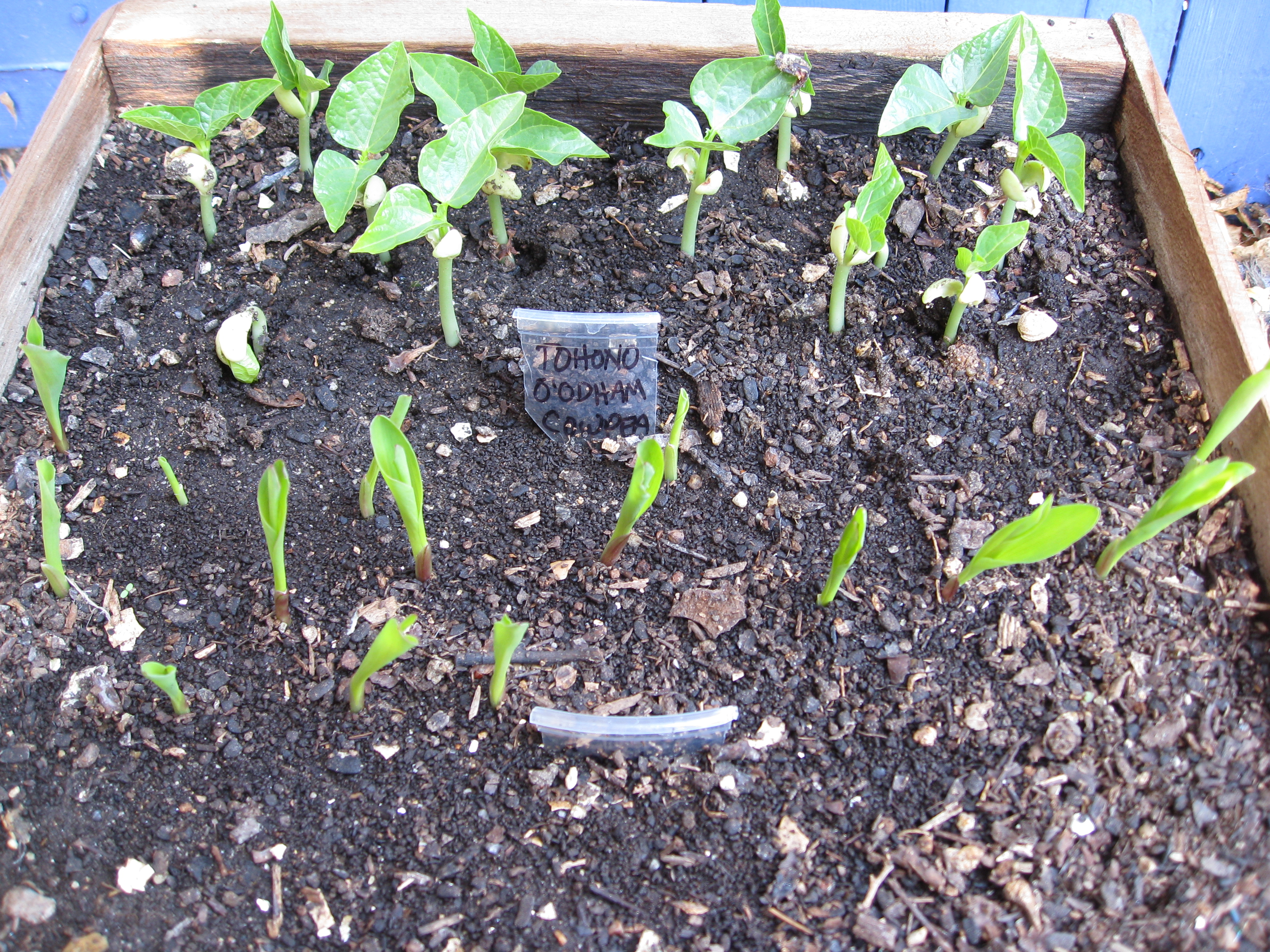 Cow pea seedlings grown in a seed flat. Then transplanted out to the garden. 