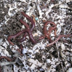 Ask Gardenerd: Where Do I Get Worms?