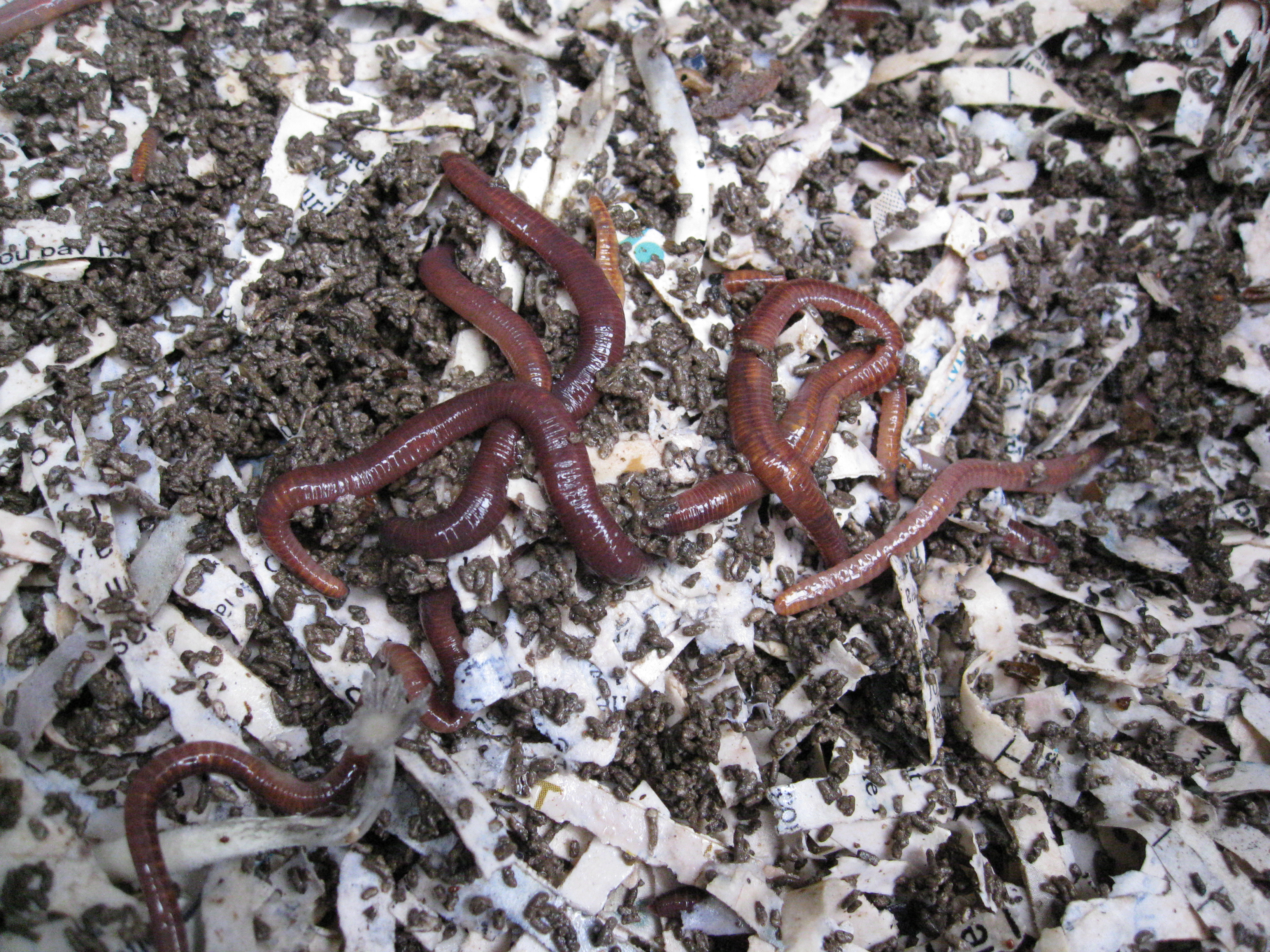 Red Wiggler worms in a worm bin. You can apply Diatomaceous earth to keep fruit flies away without harming worms. 